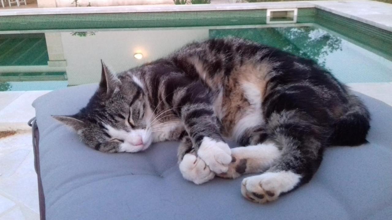 The Proud Garden Bed and Breakfast Carovigno Εξωτερικό φωτογραφία