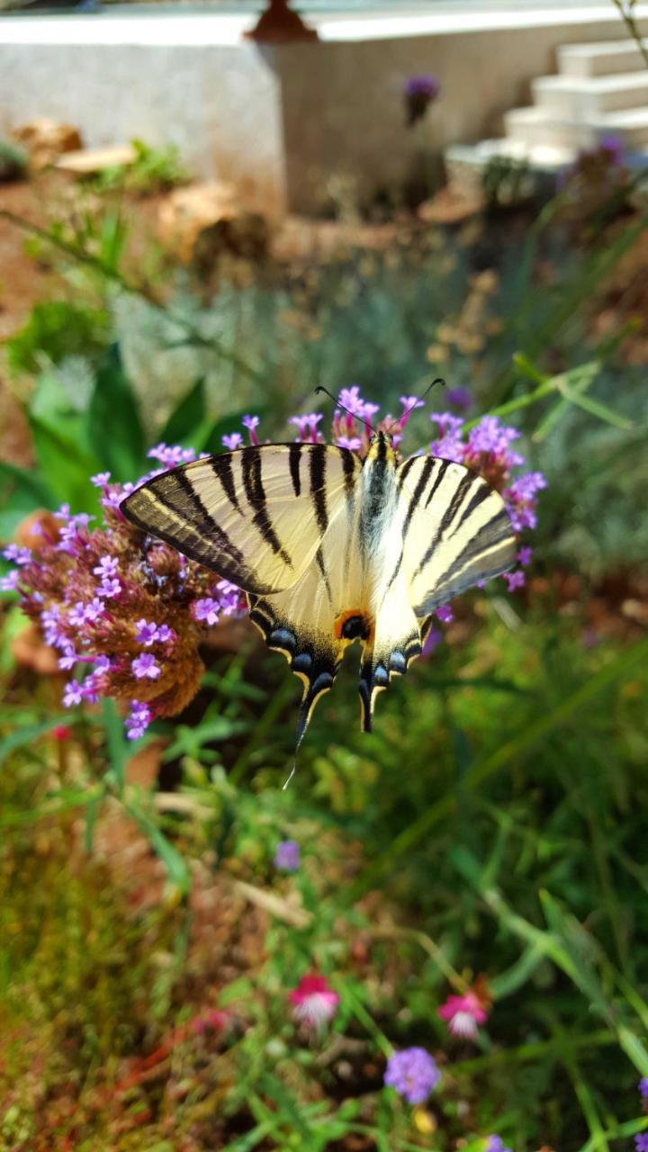 The Proud Garden Bed and Breakfast Carovigno Εξωτερικό φωτογραφία